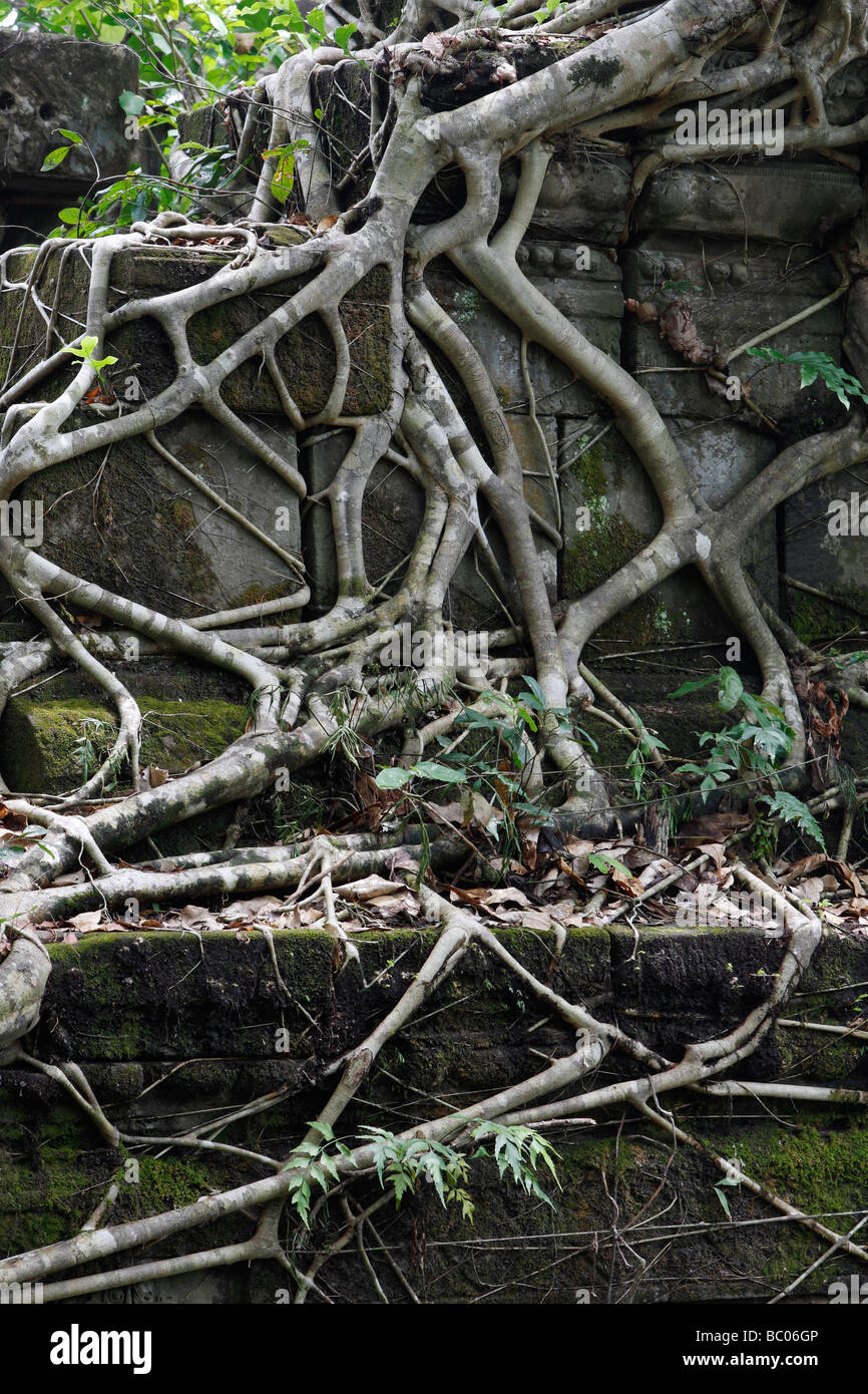 Tree roots covering building ruins hi-res stock photography and images ...
