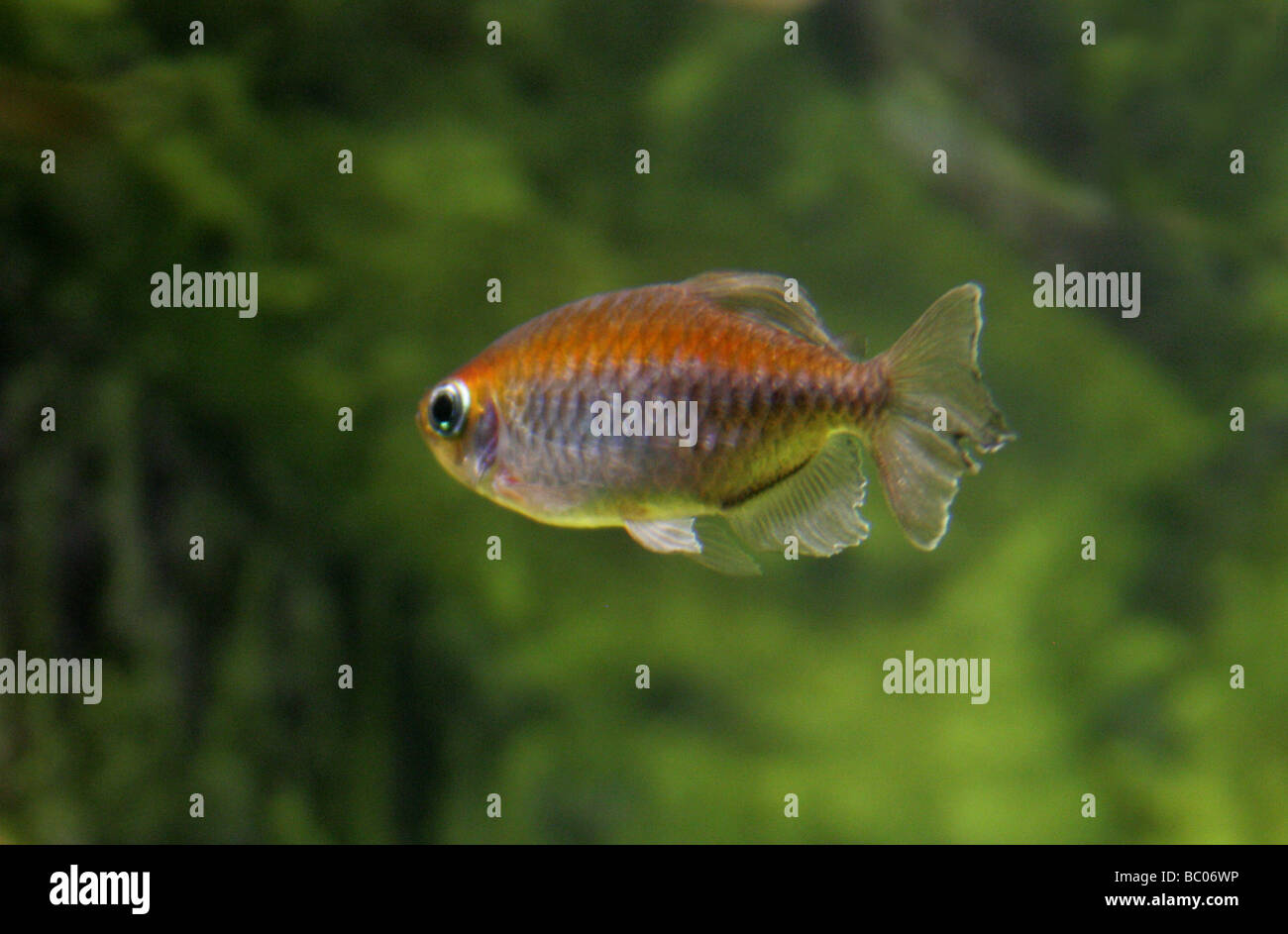 Congo Tetra Fish, Phenacogrammus interruptus, Alestiidae, Africa Stock Photo