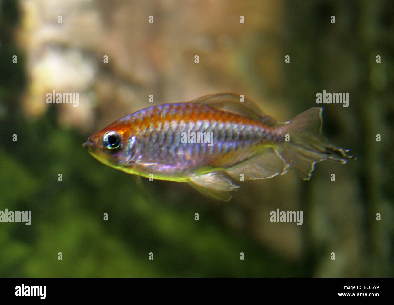 Congo Tetra Fish, Phenacogrammus interruptus, Alestiidae, Africa Stock Photo