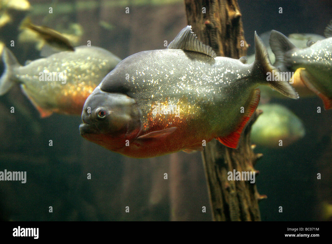 Red-bellied Piranha, Pygocentrus nattereri, South American Freshwater Fish. Stock Photo