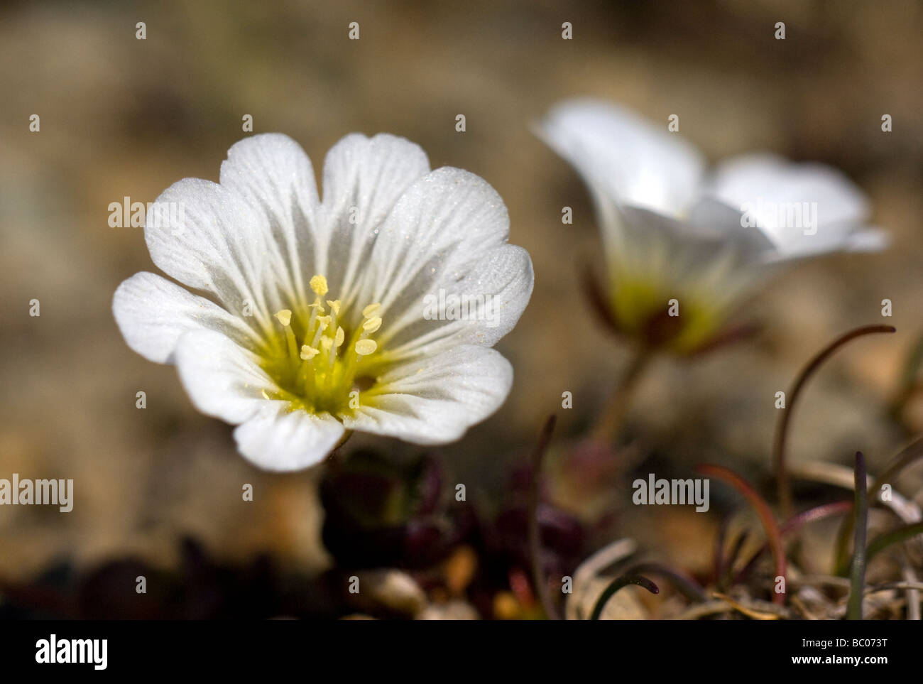 edmonstons chickweed cerastium negrescens also known as shetland mouse ...