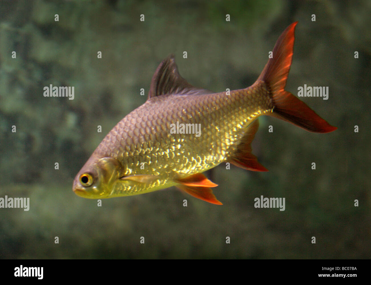 Golden Rudd, Scardinius erythrophthalmus, Cyprinidae. A Freshwater Fish Stock Photo
