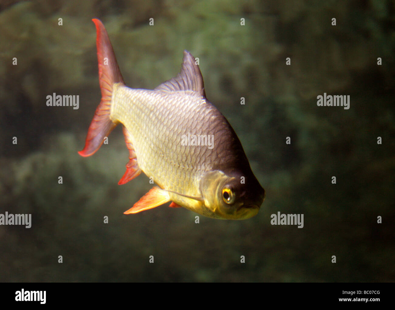 Golden Rudd, Scardinius erythrophthalmus, Cyprinidae. A Freshwater Fish Stock Photo