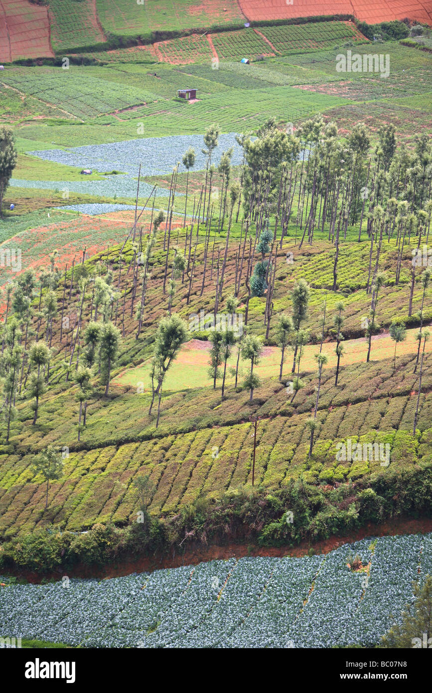 India, Tamil Nadu, Ooty, Ootacamund, Udhagamandalam, tea plantation