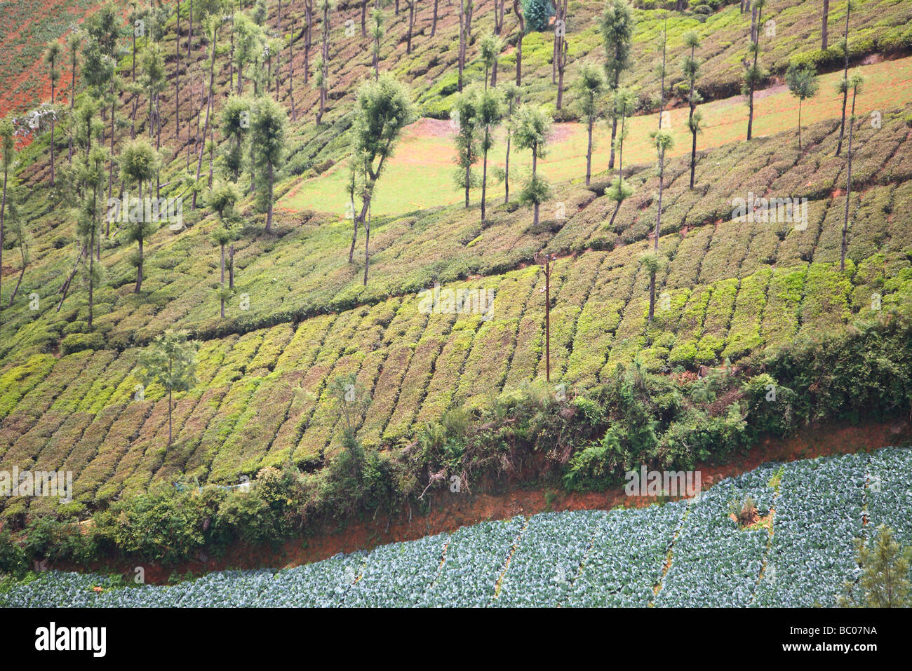India, Tamil Nadu, Ooty, Ootacamund, Udhagamandalam, tea plantation