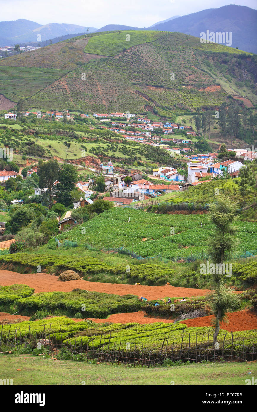 India, Tamil Nadu, Ooty, Ootacamund, Udhagamandalam, tea plantation