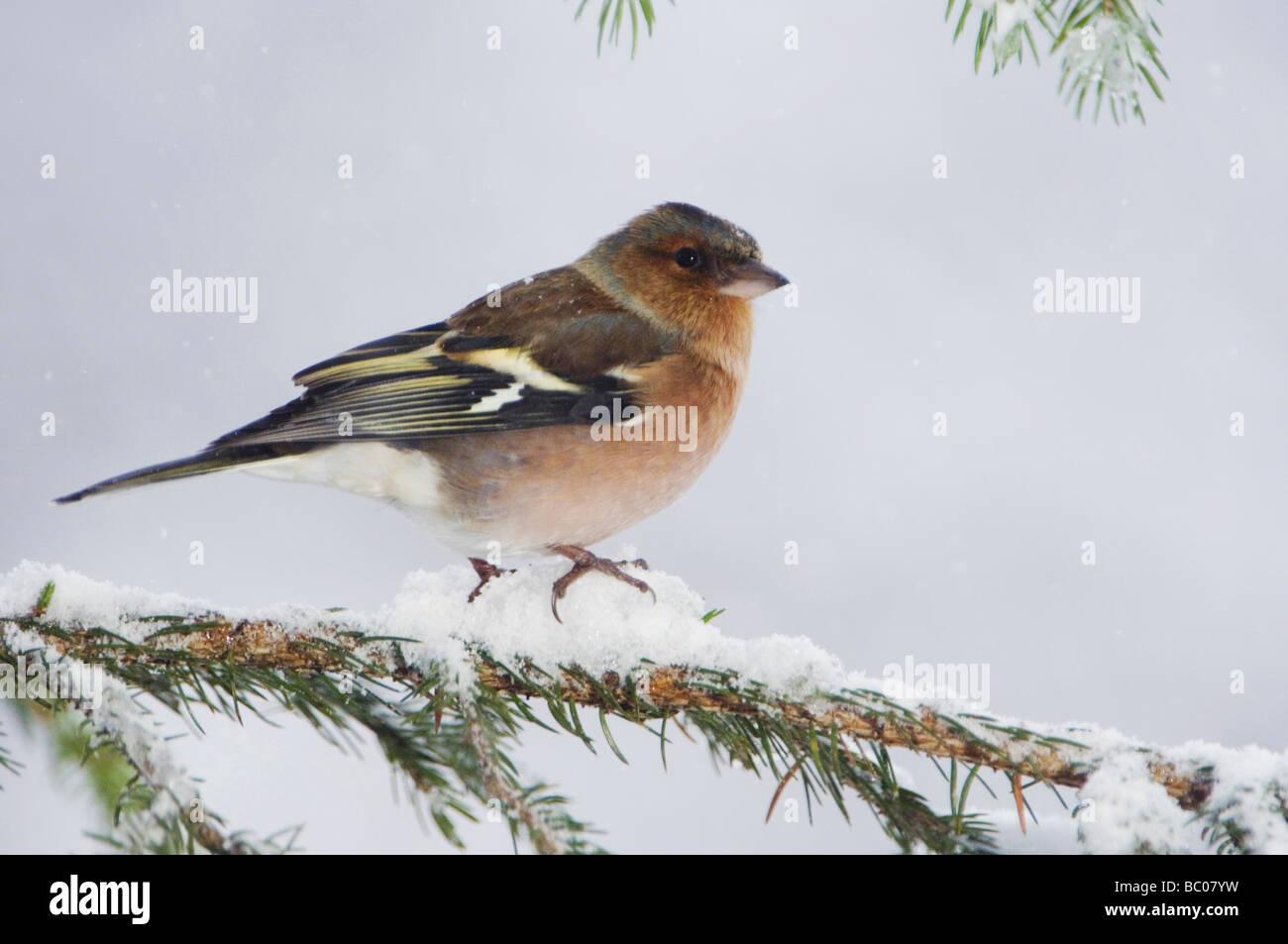 Common Chaffinch Fringilla coelebs adult on sprouse branch with snow while snowing Oberaegeri Switzerland Dezember 2005 Stock Photo