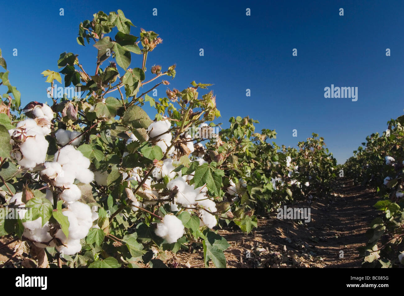 Lubbock texas cotton field hires stock photography and images Alamy