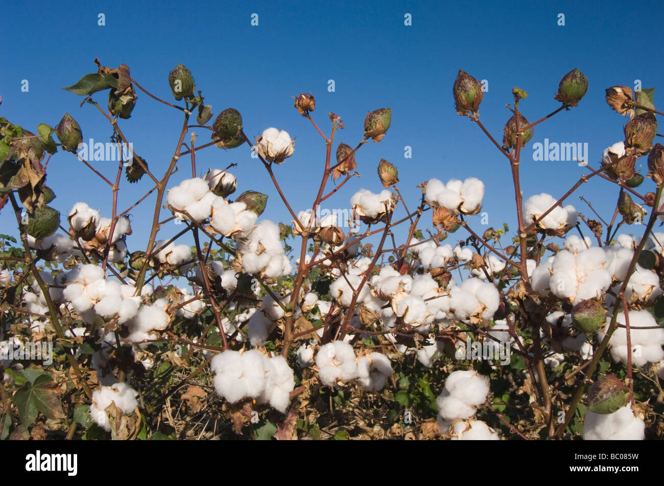 Lubbock texas cotton hires stock photography and images Alamy