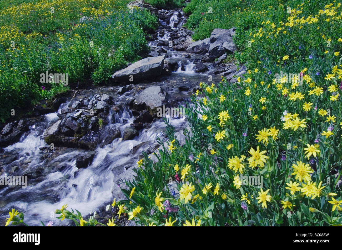 Mountain stream and wildflowers Heartleaf Arnica Arnica cordifolia Ouray San Juan Mountains Rocky Mountains Colorado USA Stock Photo