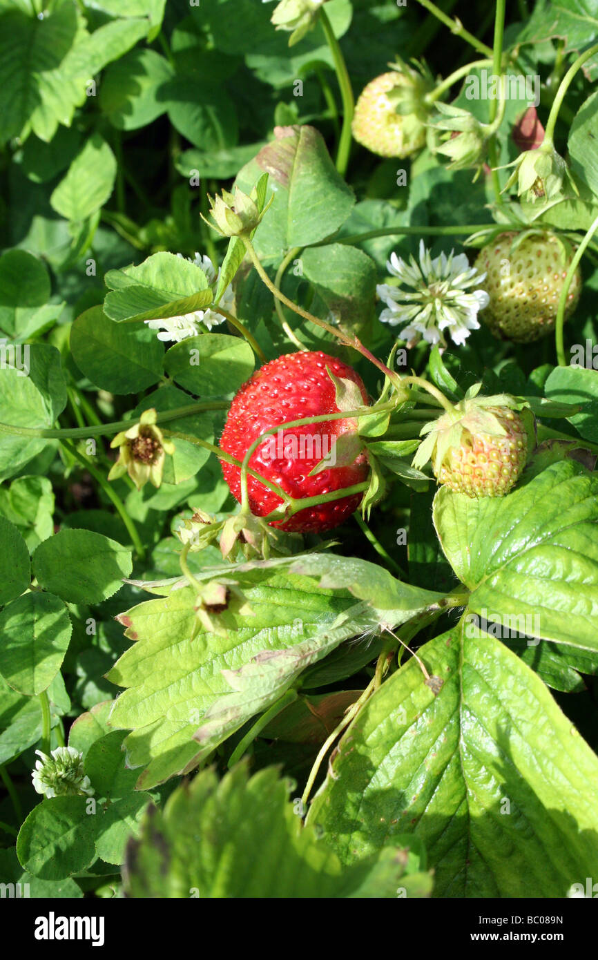 Strawberry stem hi-res stock photography and images - Alamy