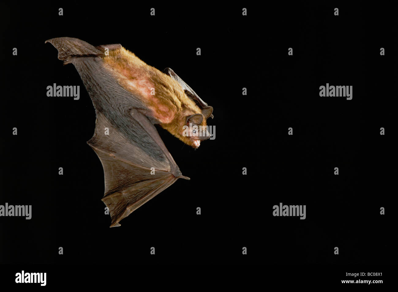 Bat animals texas hires stock photography and images Alamy