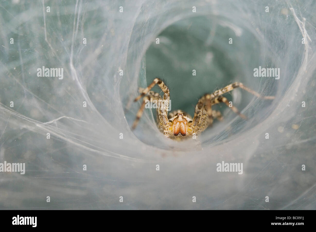 Funnel Web Spider Agelenidae adult in Web Willacy County Rio Grande