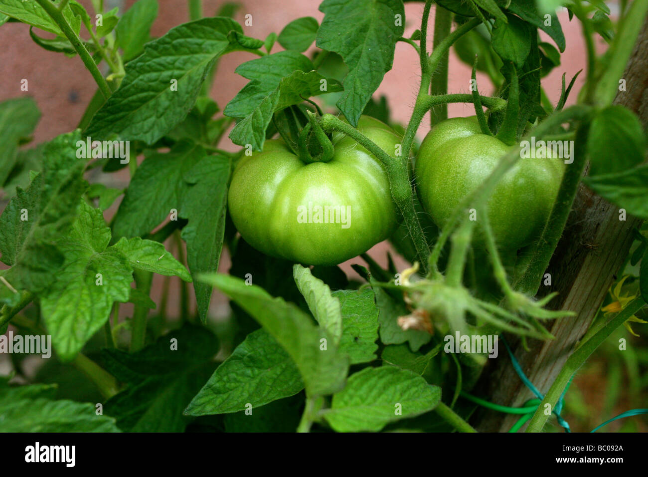Some delicious, early season tomatoes on the vine, preparing to ripen. Stock Photo