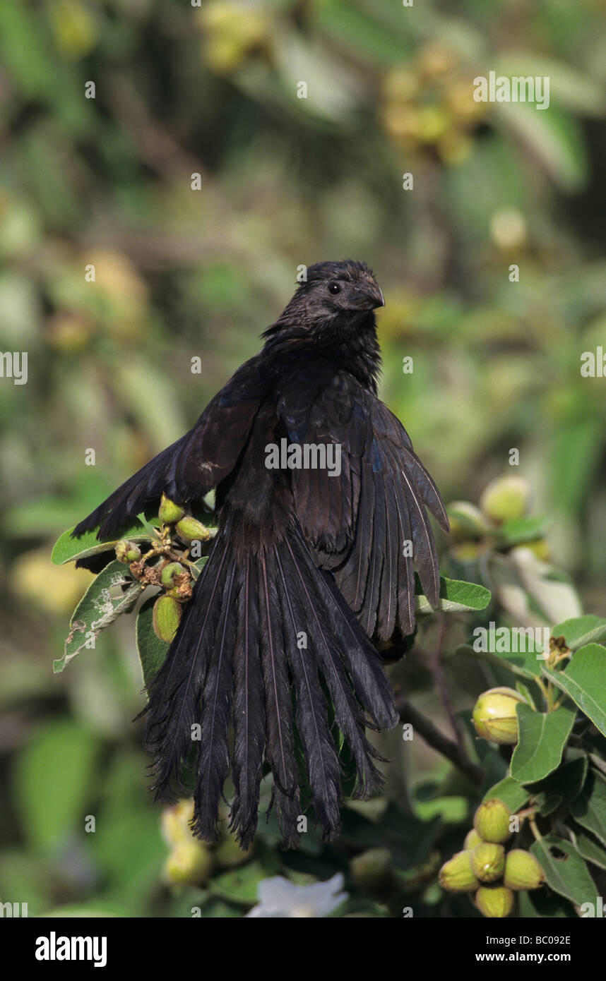 Groove billed Ani Crotophaga sulcirostris adult sunbathing on Mexican Olive Tree Cameron County Rio Grande Valley Texas USA Stock Photo