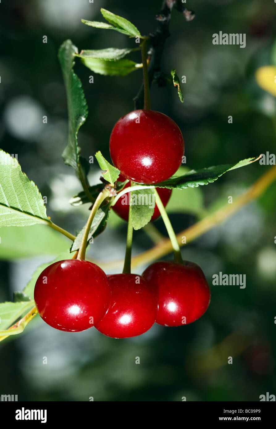Red ripe cherry at the branch of tree Stock Photo