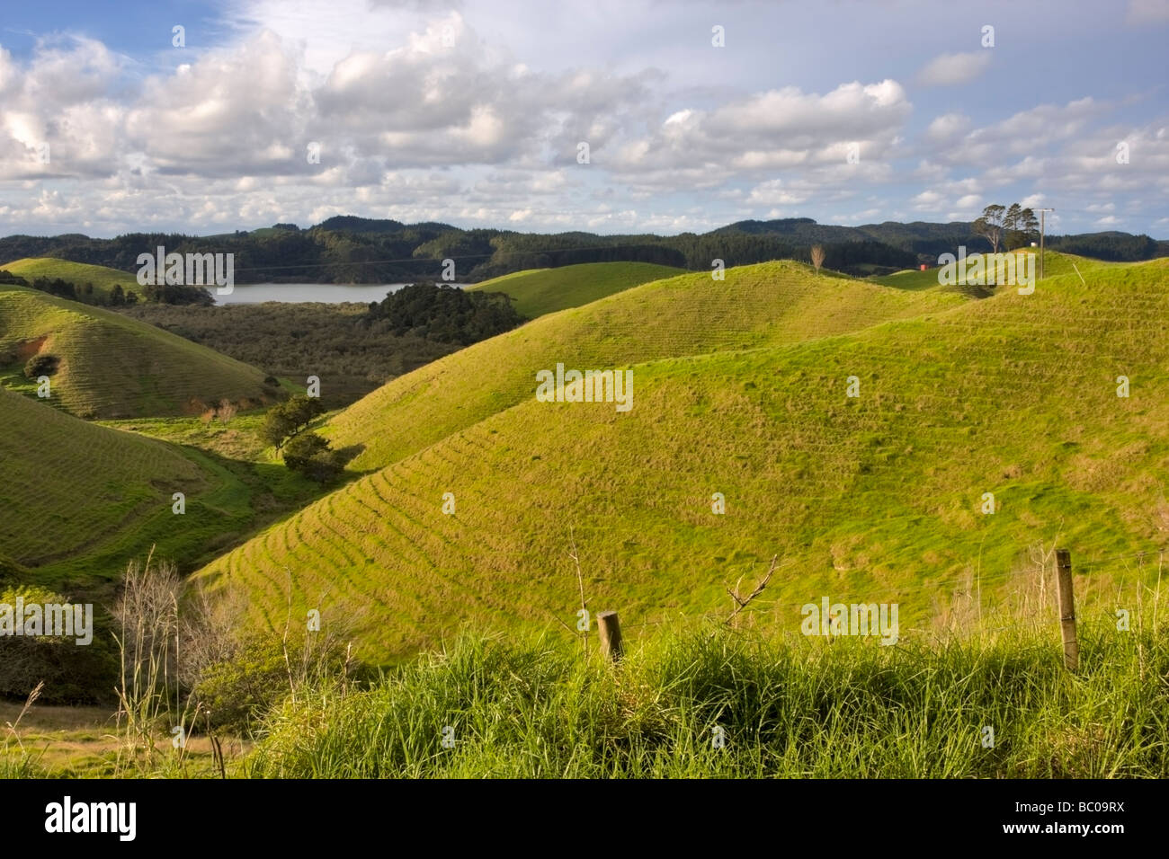 Farmland, Bay of Islands, Northland, New Zealand. The ridges on the hillsides are erosion caused by grazing sheep and cattle. Stock Photo