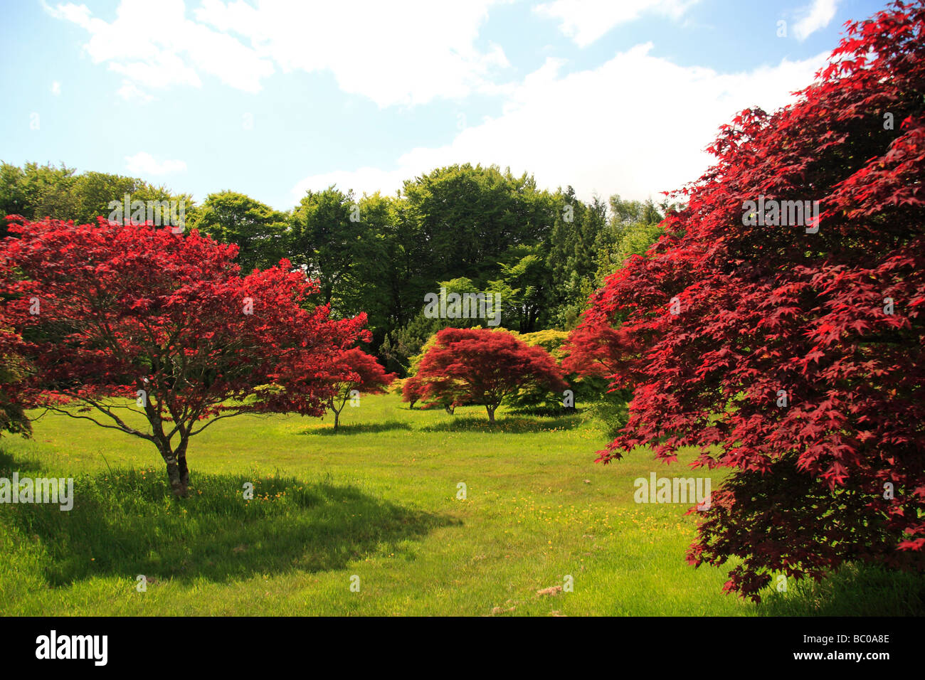 View from the summit of the John F. Kennedy Arboretum, Co Wexford