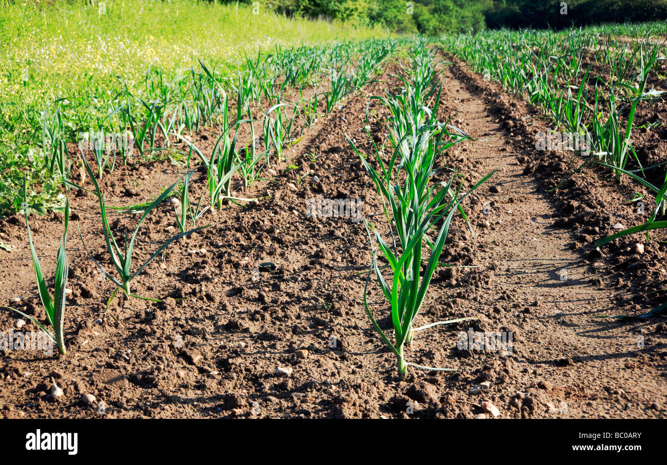 Row On Onions High Resolution Stock Photography and Images - Alamy