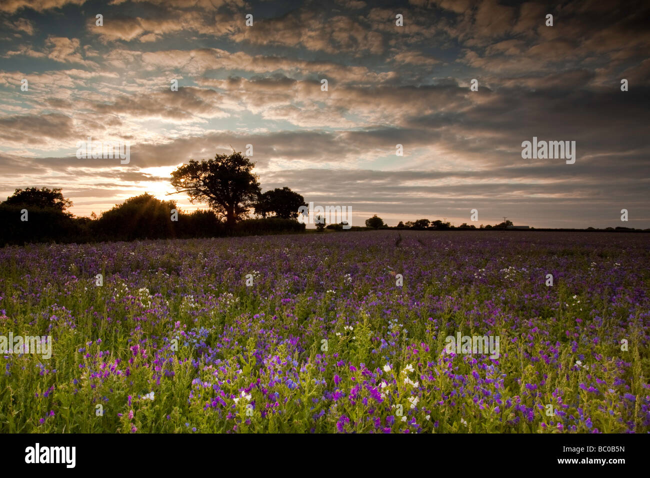 Field of Purple Flowers Stock Photo - Alamy