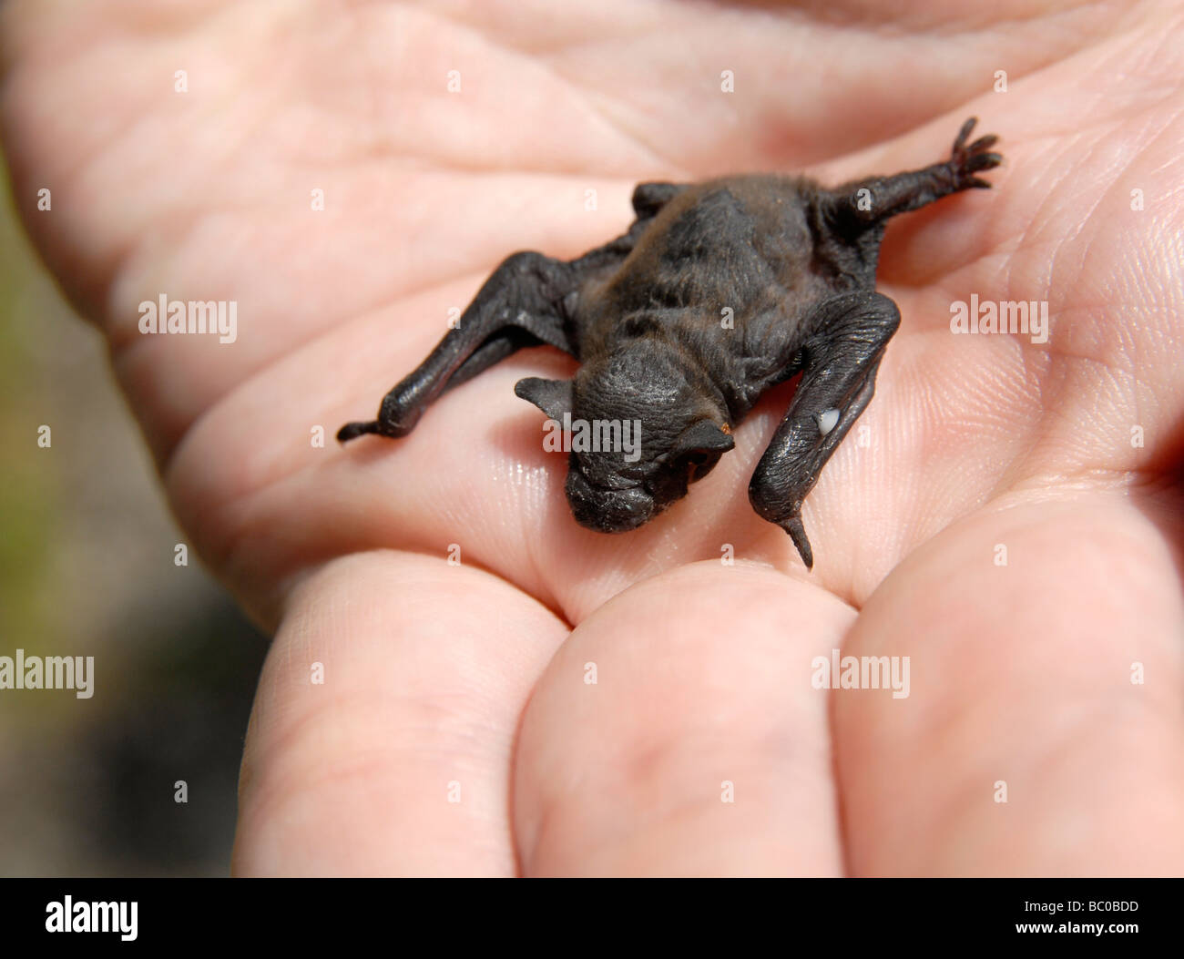 A bat (common pipistrelle), about one week old, on a hand Stock Photo