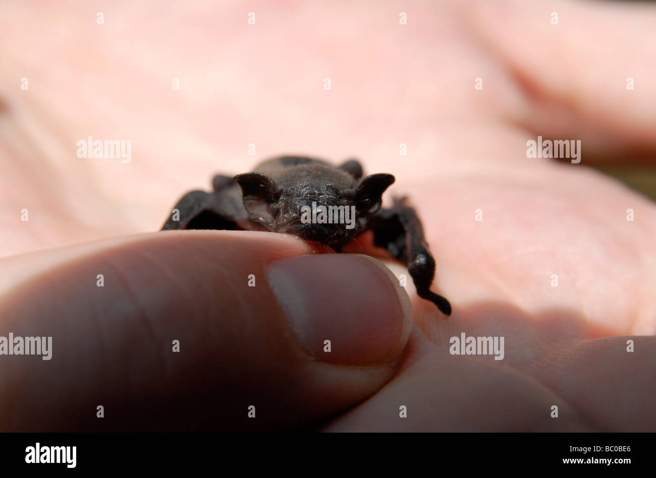 A bat (common pipistrelle), about one week old, sitting on a hand Stock Photo