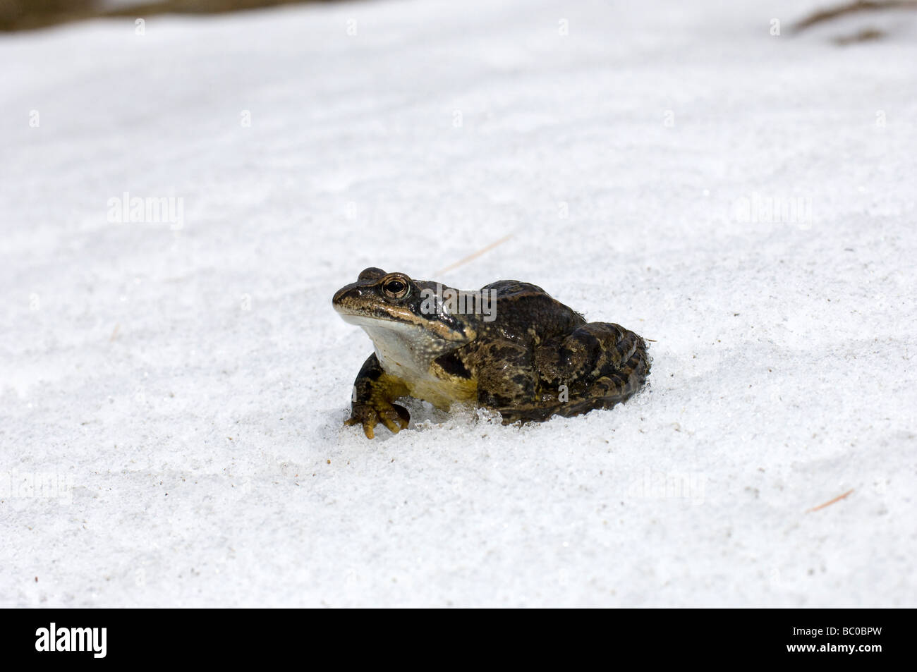 Neve snow hi-res stock photography and images - Alamy