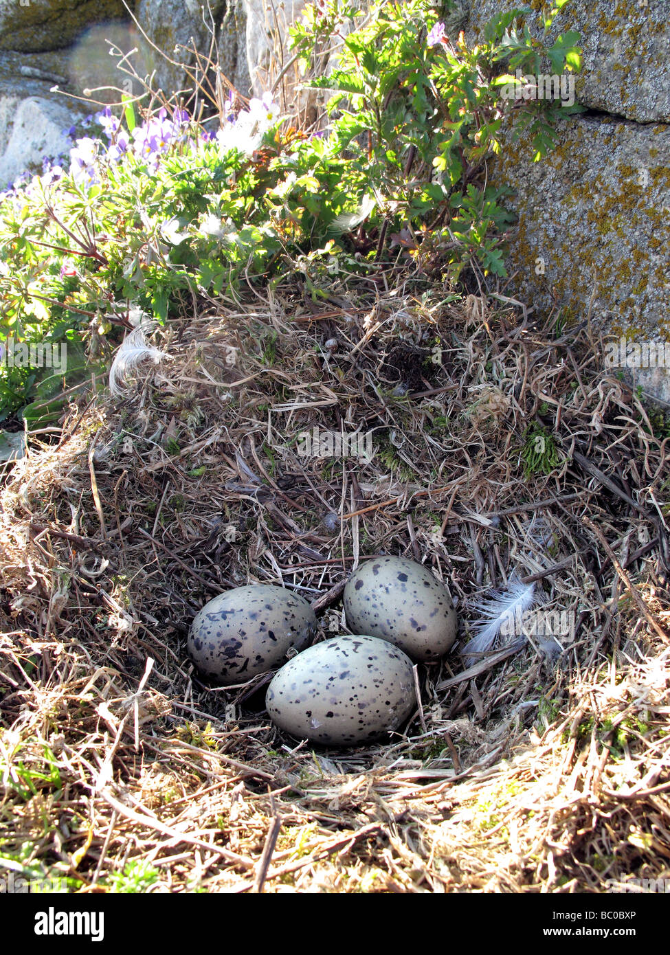 Three herring gull hires stock photography and images Alamy