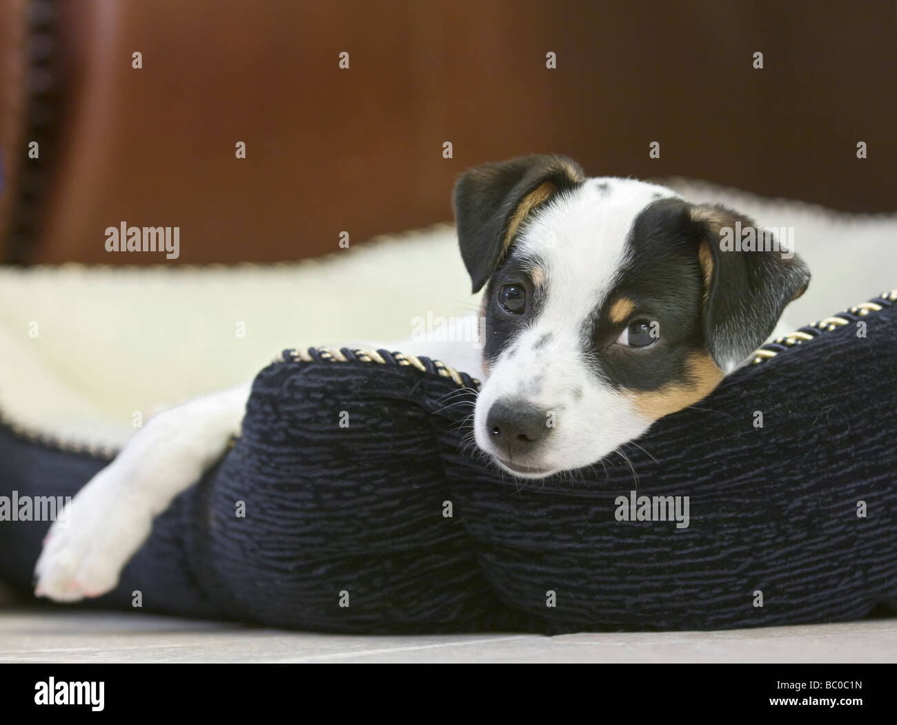 Rat terrier puppy resting on dog bed Stock Photo Alamy
