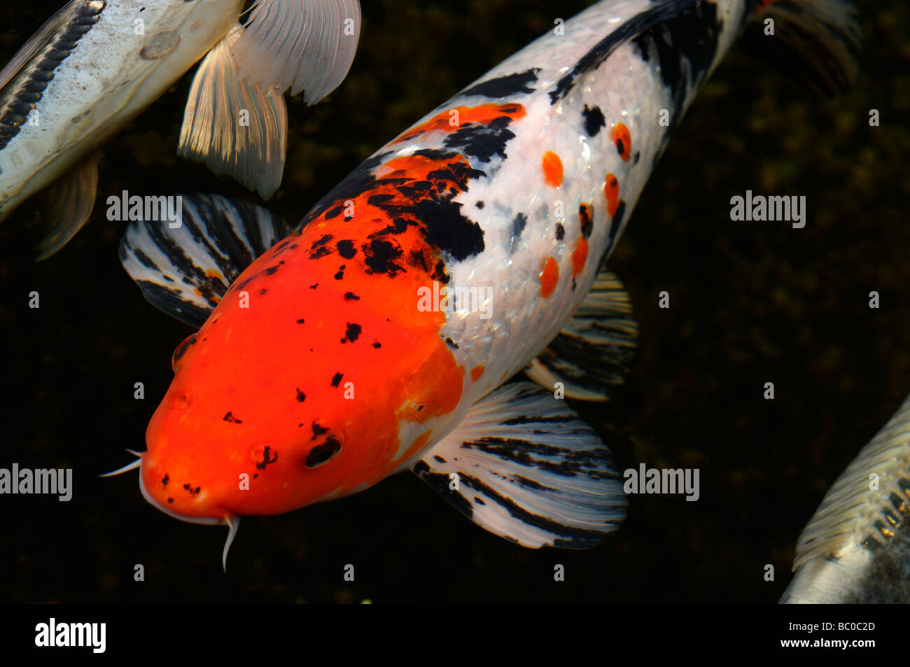 Red white and black Gin Rin Menkaburi Taisho Sanke Butterfly Koi fish in home pond at night with blue Shushui Doitsu in background Stock Photo