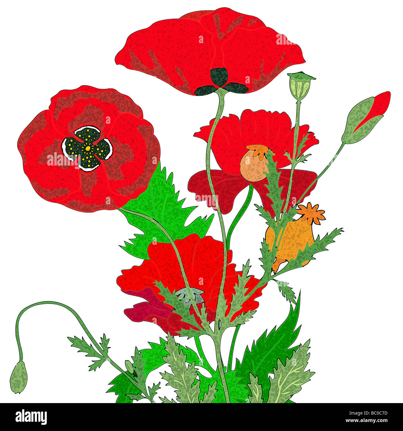 Beautiful poppies border hi-res stock photography and images - Alamy