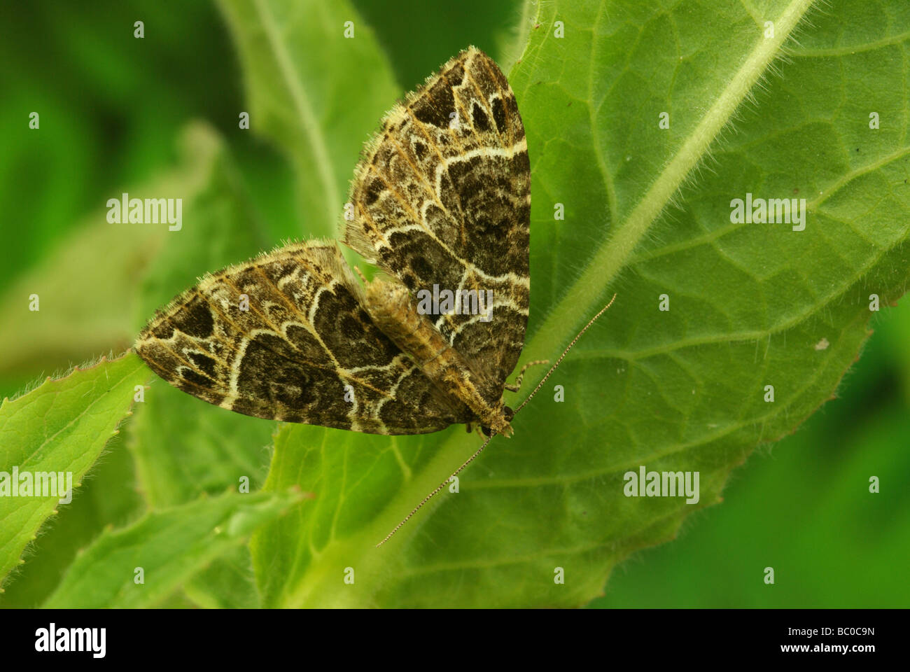 Small phoenix moth - Ecliptopera silaceata Stock Photo