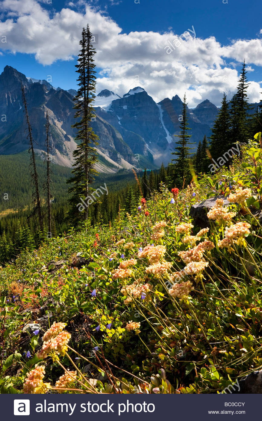 Wildflowers Of Alberta High Resolution Stock Photography and Images - Alamy