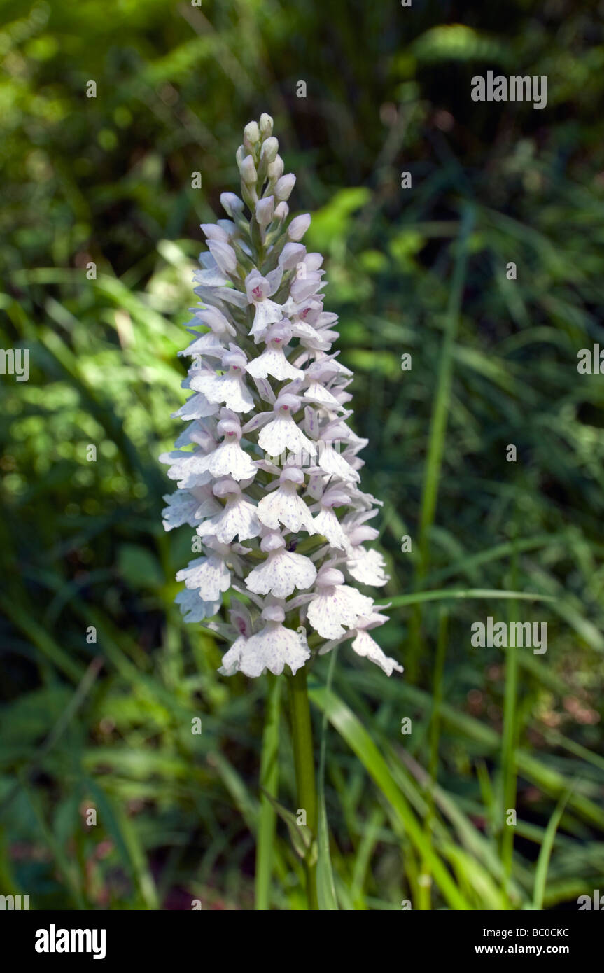 Common Spotted Orchid / Dactylorhiza sambucina - Indre-et-Loire, France. Stock Photo