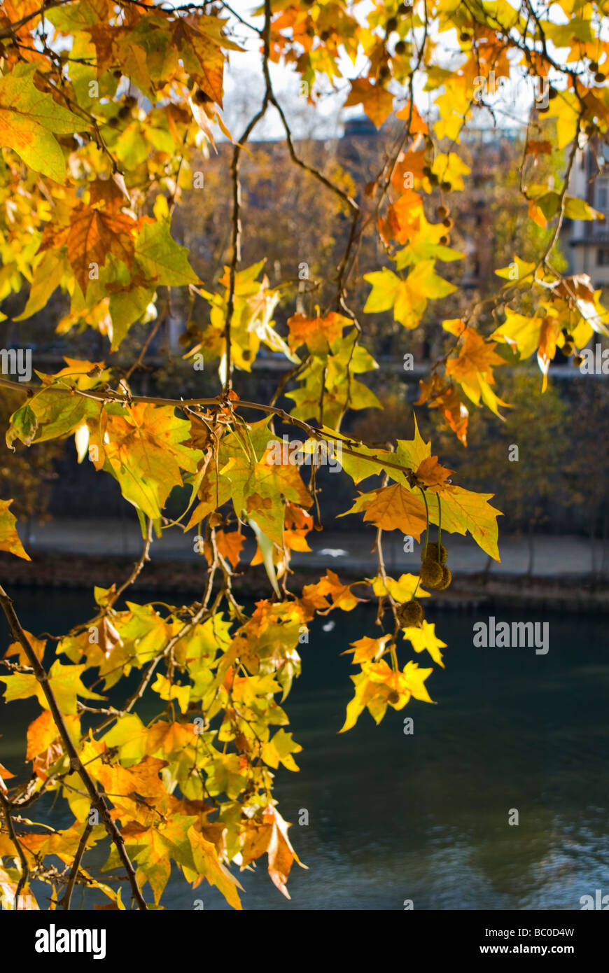 Fall Leaves, Rome Italy Stock Photo