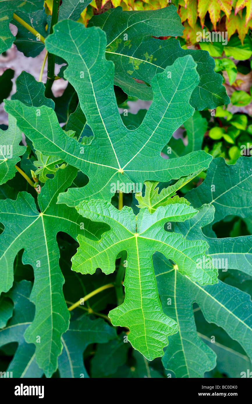 Young fig leaves Ficus carica illustrating their characteristic fingered shape with five leaflets Stock Photo