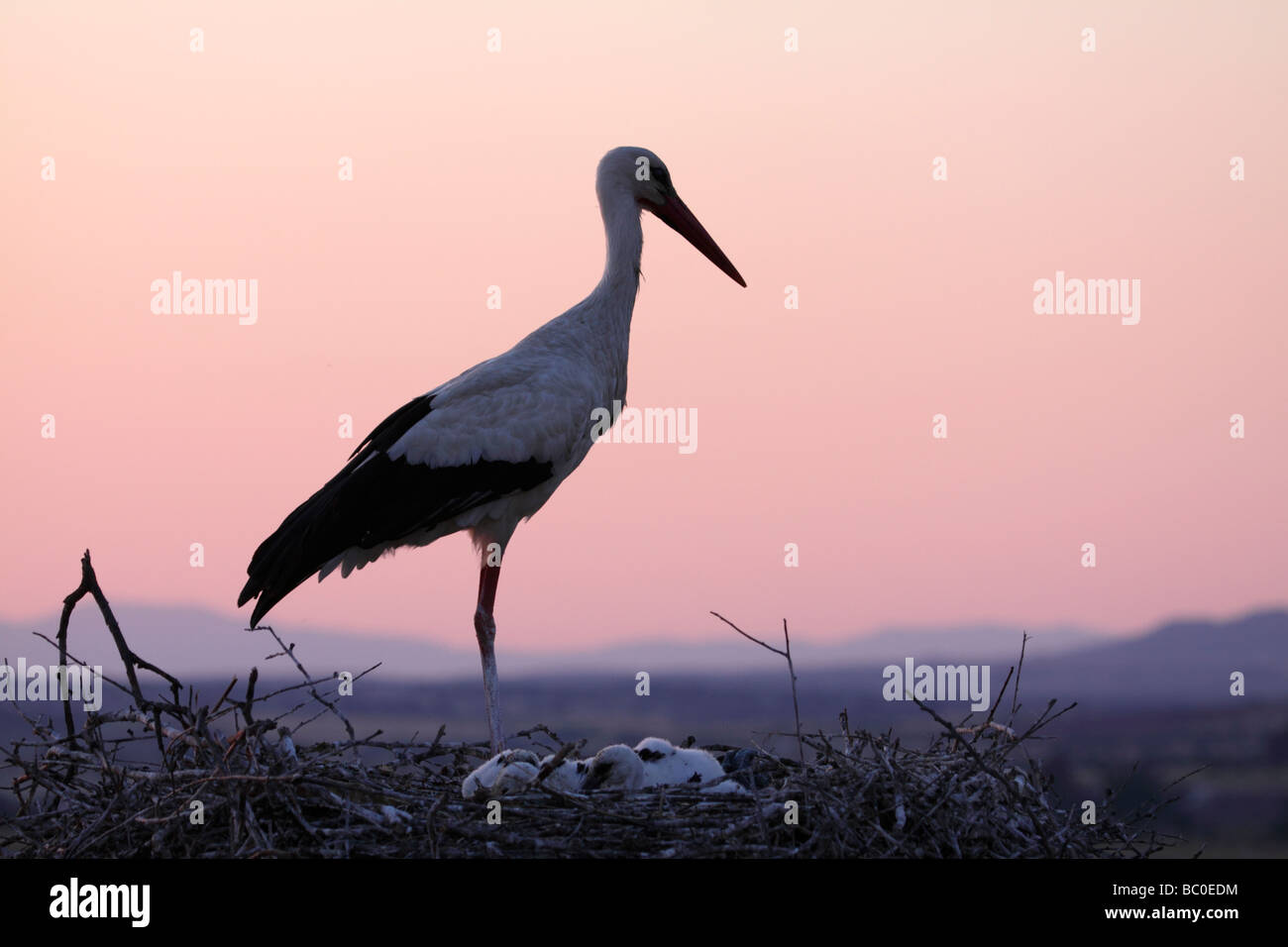 White Stork Sunset, Ciconia ciconia. Extremadura, Spain Stock Photo