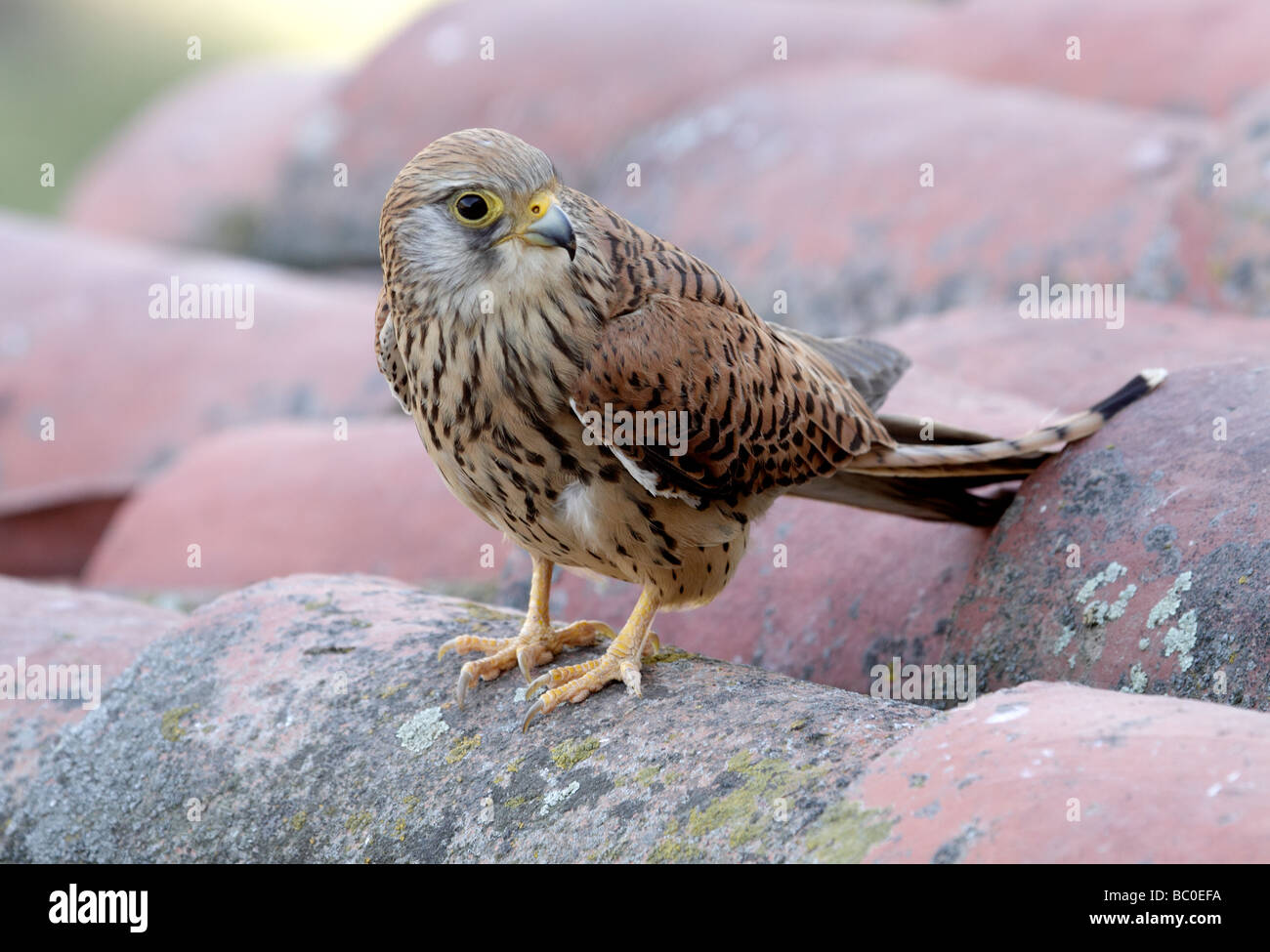 Lesser Kestrel on Roof, Falco naumanni. Extremadura, Spain Stock Photo