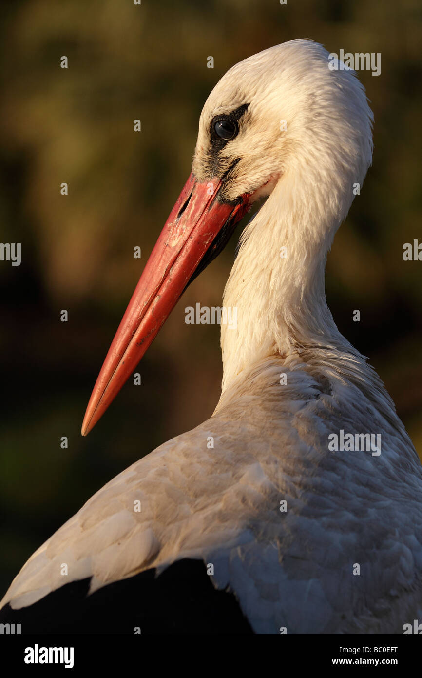 White Stork Portrait, Ciconia ciconia. Extremadura, Spain Stock Photo