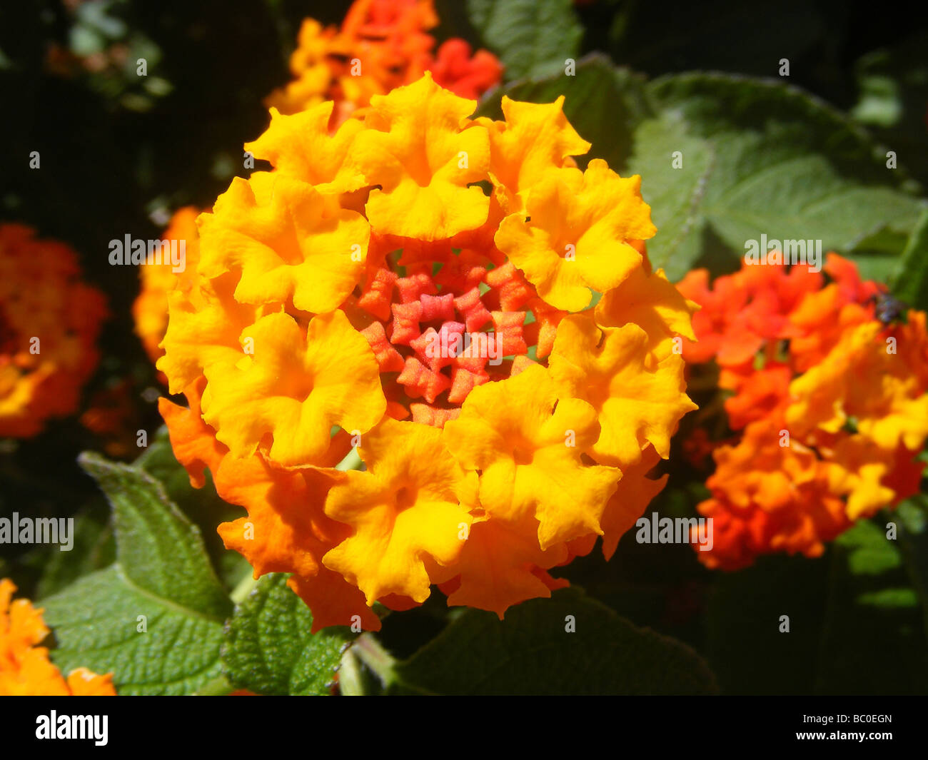 Shrub verbena hires stock photography and images Alamy