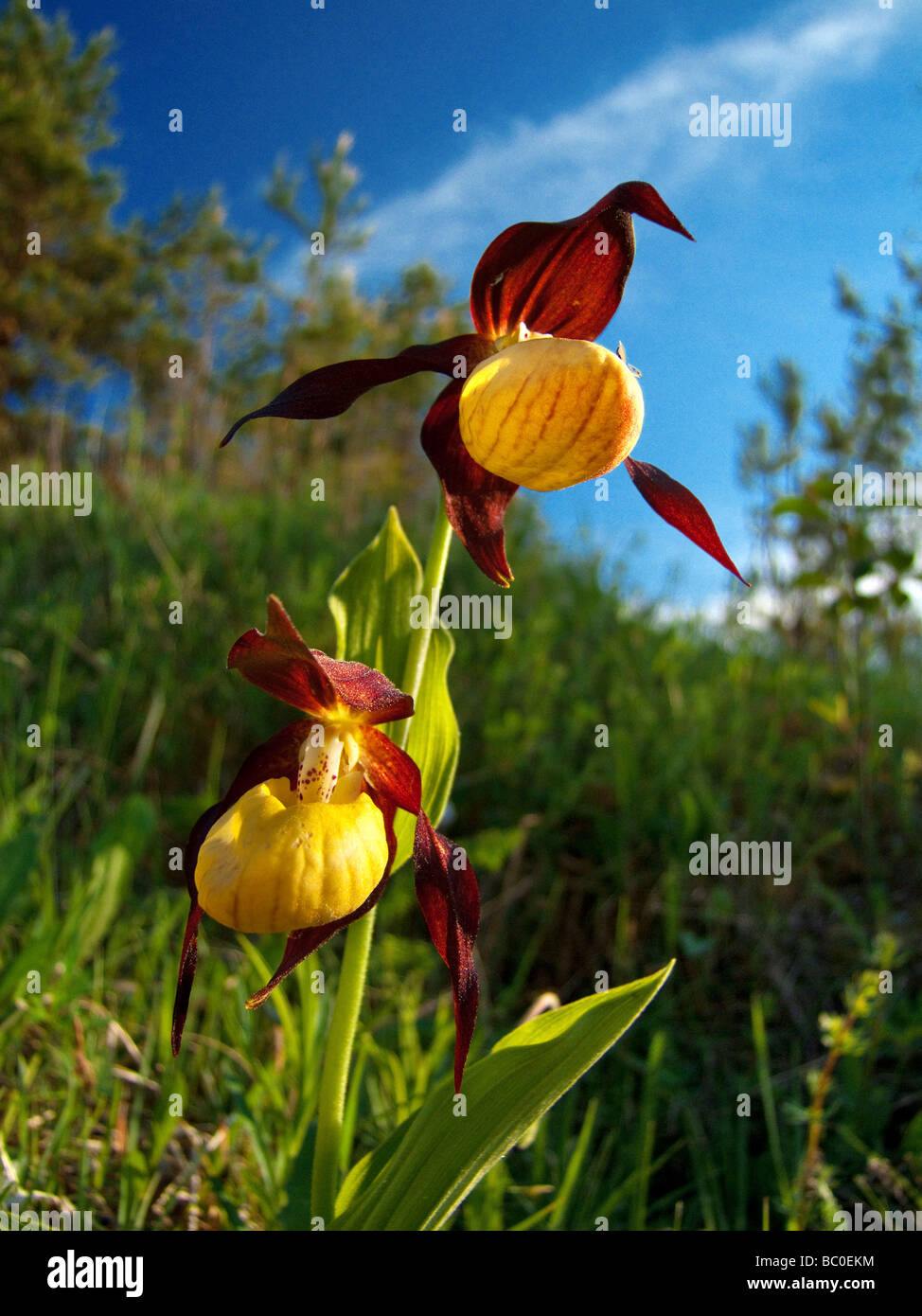 Lady slippers hi res stock photography and images Alamy