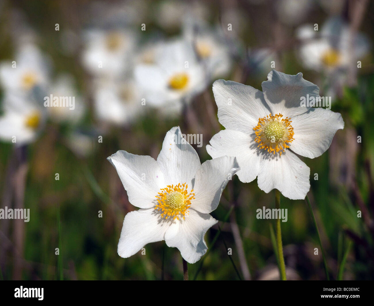 Anemone sylvestris ( Snowdrop Windflower , Wood Anemone Stock Photo Alamy