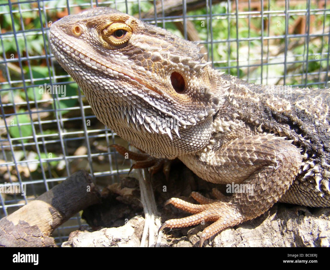 Agamid lizard hi-res stock photography and images - Alamy