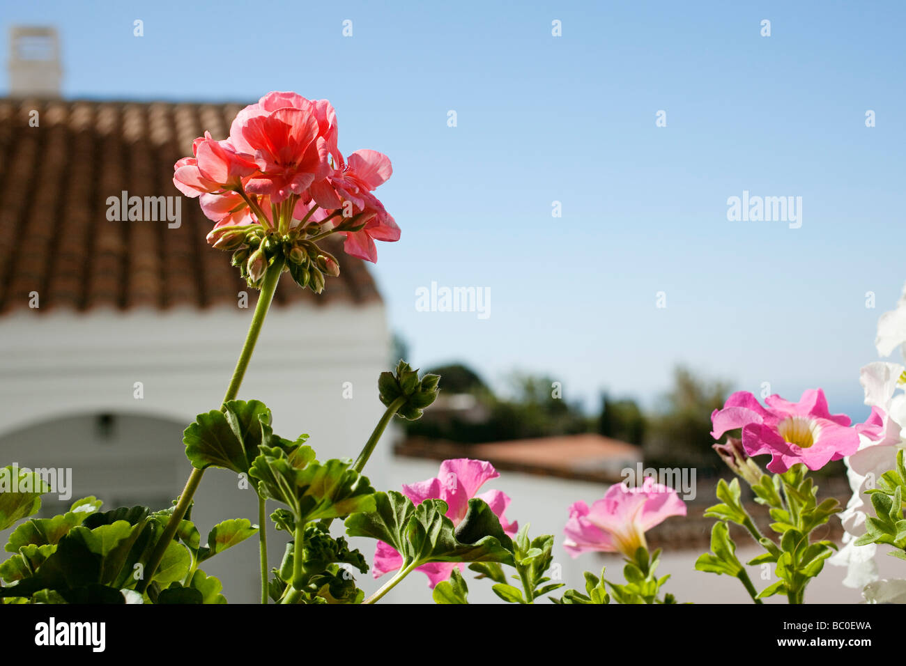 Flor de un Geranio Flower of a Geranium Stock Photo
