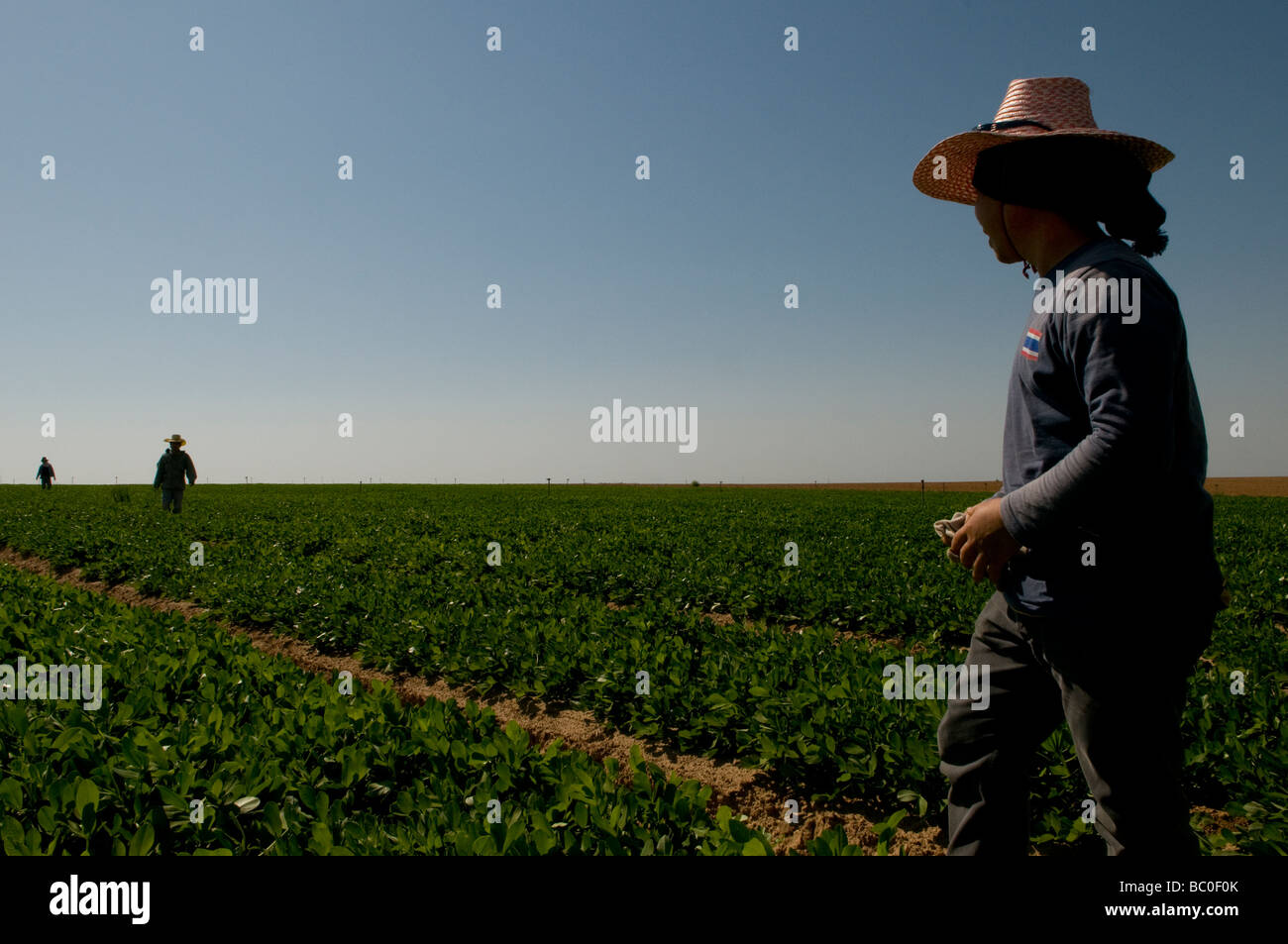 Thai agricultural workers working in a field on a farm in the Negev southern Israel Stock Photo