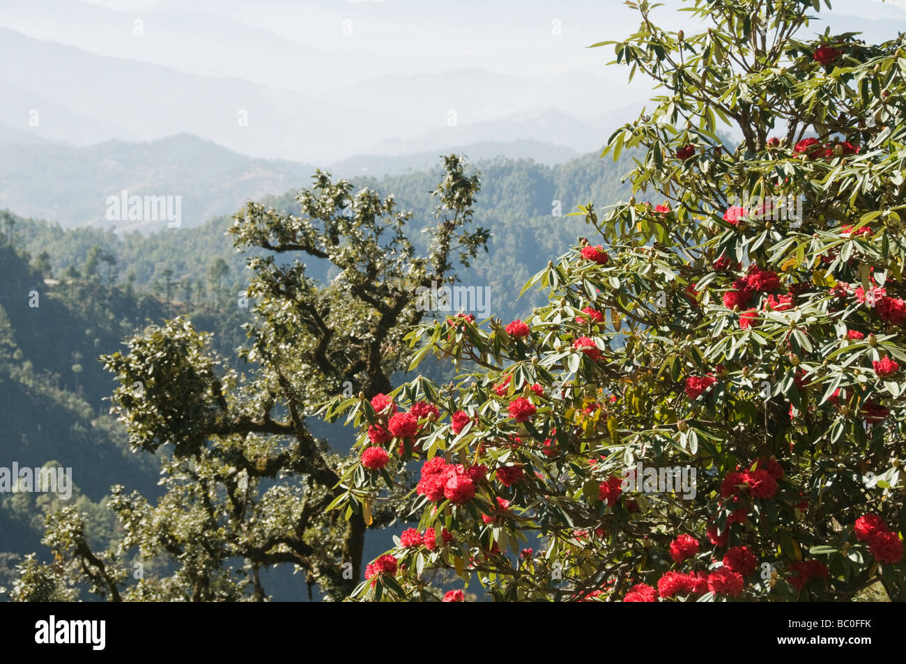 Himalayas in almora hi-res stock photography and images - Alamy