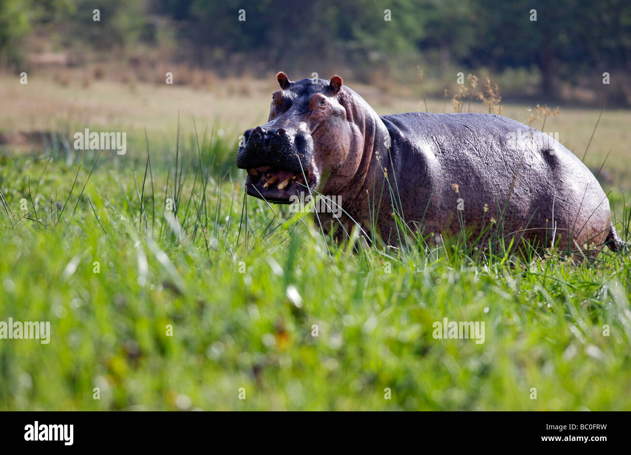 Angry hippopotamus charging Stock Photo