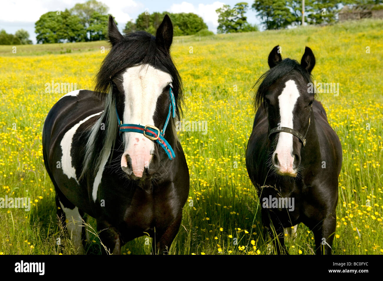 Chestnut horses hi-res stock photography and images - Alamy