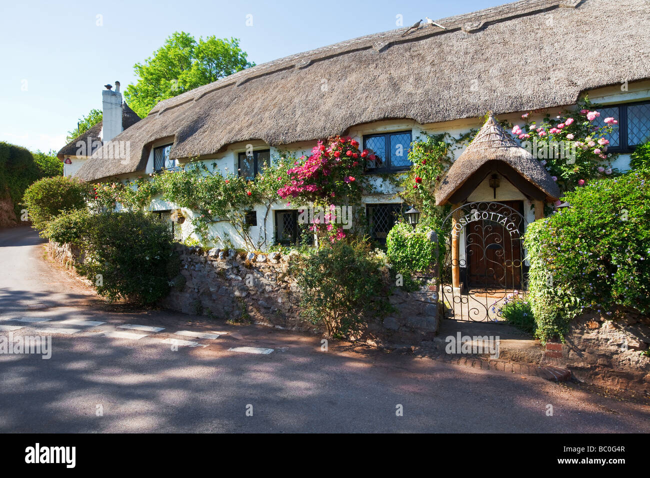 Old Thatched Cottage in the picturesque village of Coffinswell Devon UK Stock Photo Alamy