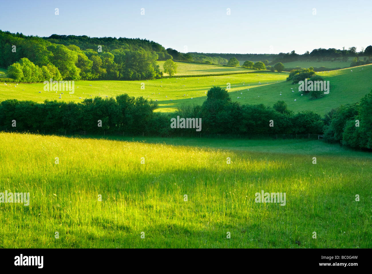 Fields with sheep on North Downs near Dorking, Surrey, UK. Stock Photo